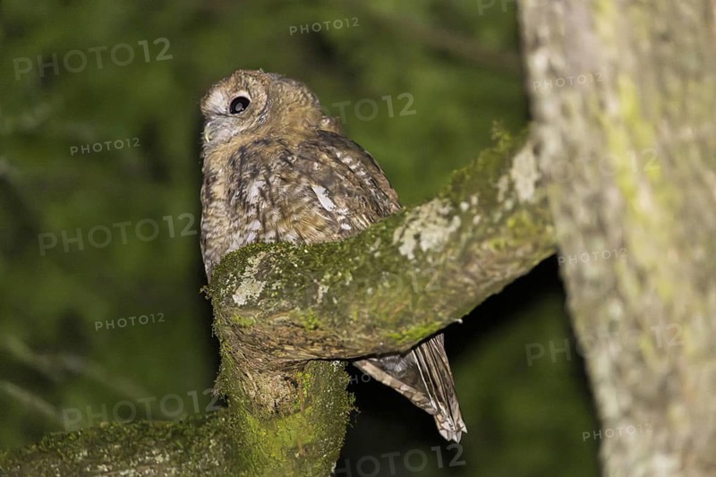 Tawny owl (Strix aluco), Westend Nord, Frankfurt am Main, Hesse, Germany
