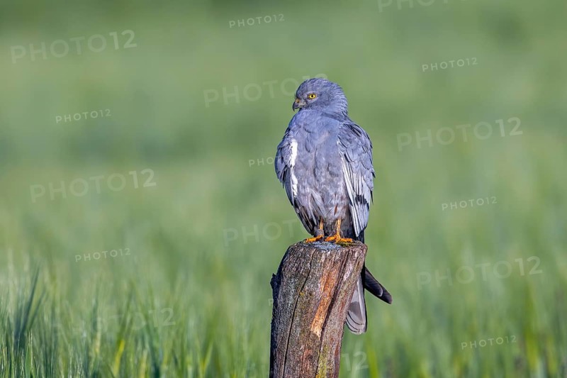 Montagu's harrier (Circus pygargus) adult male perched on old wooden fence post in wheat field, cornfield in spring