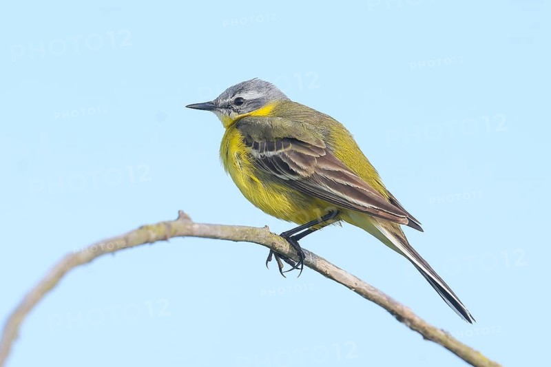 Yellow wagtail (Motacilla flava), male sitting on branch, wildlife, animals, birds, bird, songbird, singing bird, wildlife, migratory bird, nature photography, wildlife, Ochsenmoor, Dümmer See, Lower Saxony, Germany