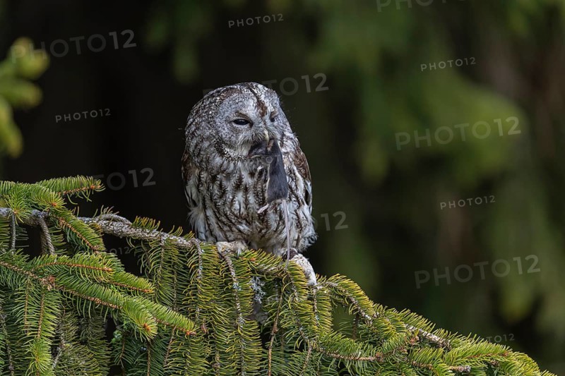 One tawny owl or brown owl (Strix aluco) sitting on a branch of a spruce tree, feeding on a mouse