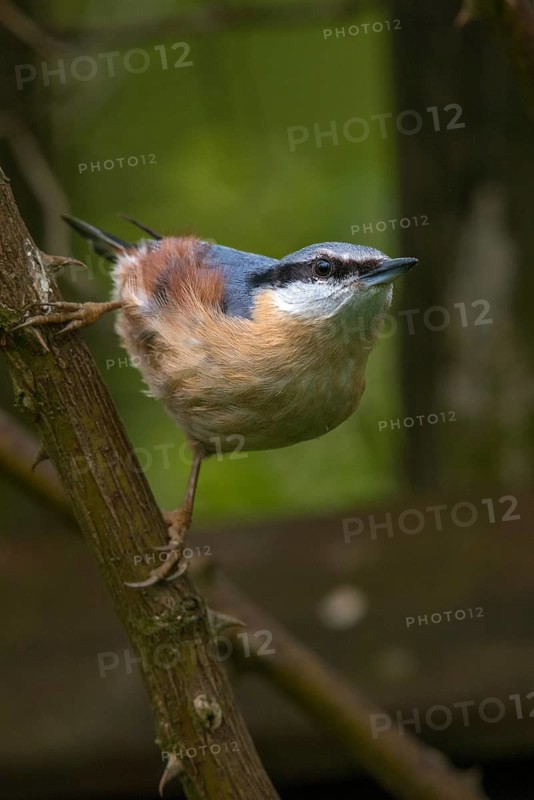 Nuthatch, Sitta Europaea, Birds, Garden, Garden Fence, Garden Fence, High Size, Portrait Format, Passeri, Songbirds, Birds
