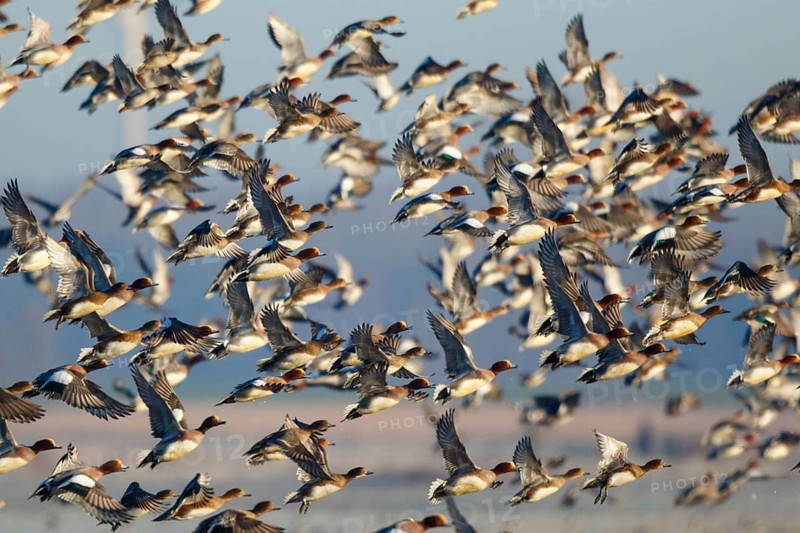 Eurasian Wigeon (Mareca penelope) huge flock flying, Netherlands
