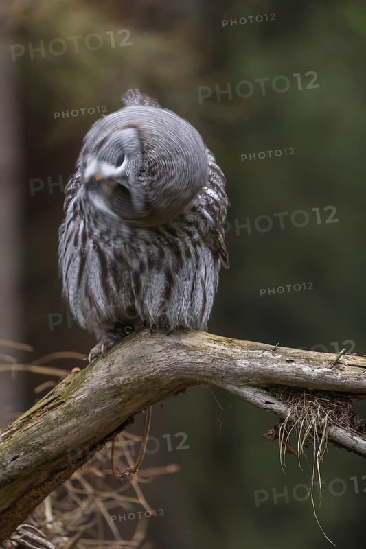 One great grey owl (Strix nebulosa) sitting on the root of a fallen spruce tree