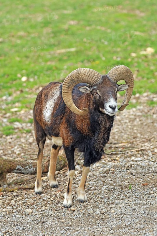 Mouflon (Ovis gmelini), wild sheep, Lohberg, Bavaria, Germany, Captive