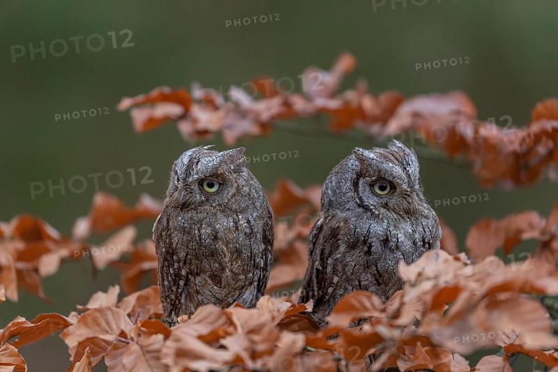 Two Eurasian scops owls (Otus scops)sitting on a twig of a beech tree, embedded in brown leafs