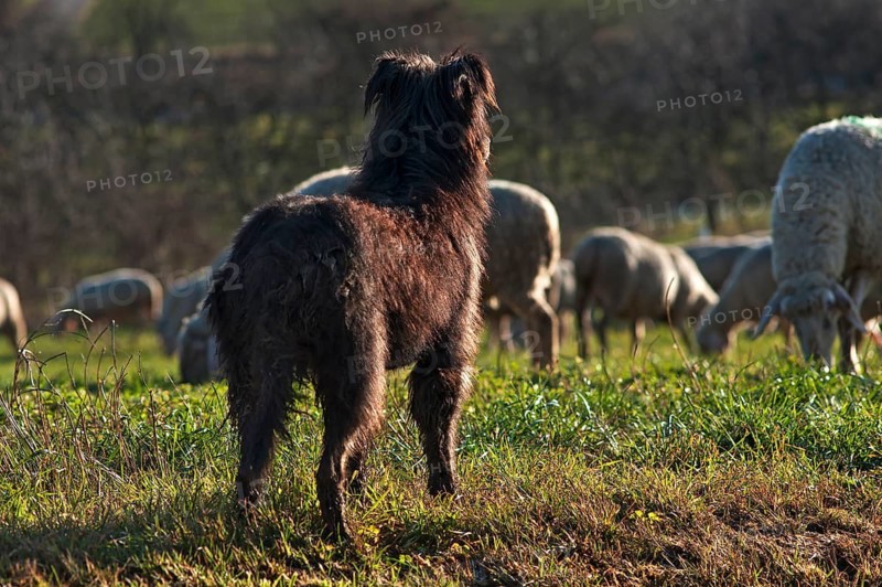 Dog, a strobel, old German herding dog, looks after the grazing sheep, Egloffstein, Upper Franconia, Bavaria, Germany
