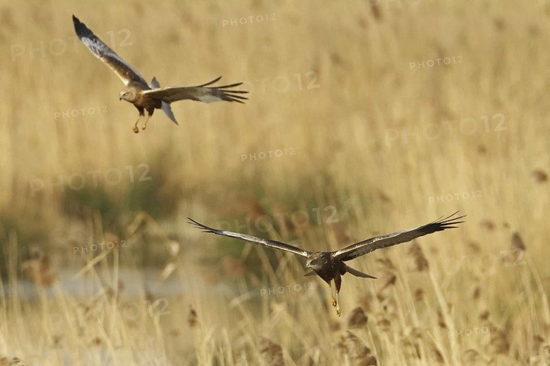 Western Marsh Harrier (Circus aeruginosus) flying, Rhineland-Palatinate, Germany