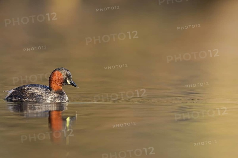 Little grebe, (Tachybaptus ruficollis), (Podiceps ruficollis), animals, birds, grebe family, swims in the water, biotope, habitat, Rosensteinpark, Stuttgart, Baden-Würrttemberg, Federal Republic of Germany