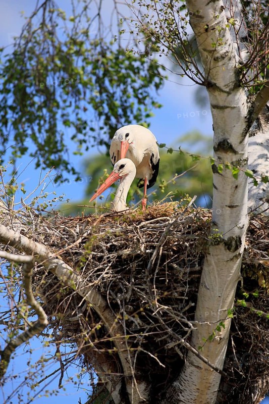 White stork, (Ciconia ciconia), Two white storks in a nest, Baden-Württemberg, Germany