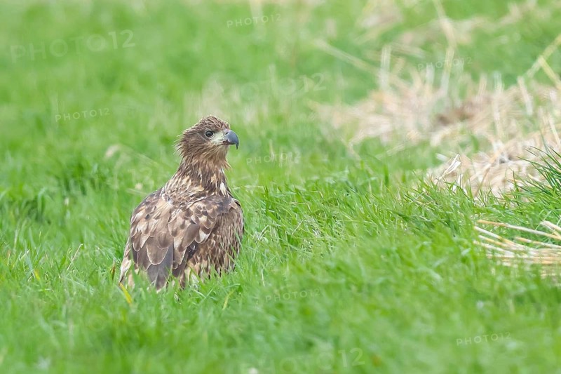 White-tailed eagle (Haliaeetus albicilla) juvenile, young sea eagle, sitting in a meadow, wildlife, nature photography, eagle, bird of prey, Baltic Sea, Baltic Sea island Fehmarn, East Holstein, Schleswig-Holstein, Germany