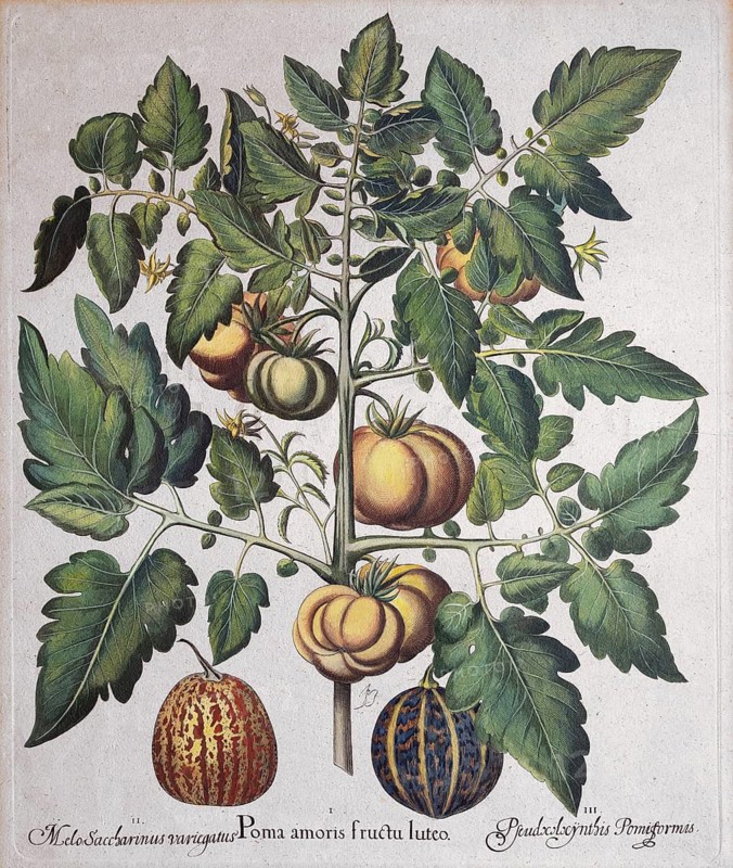 Meat tomato, watermelon and honeydew melon, hand-colored copper engraving by Basilius Besler, from Hortus Eystettensis, 1613