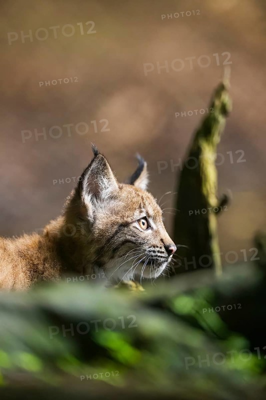 Eurasian lynx (Lynx lynx) youngster (cub) in a forest, portrait, Bavaria, Germany