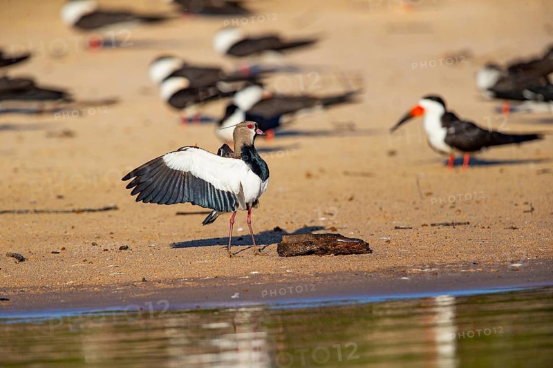 Bronze lapwing (Vanellus chilensis) Pantanal Brazil