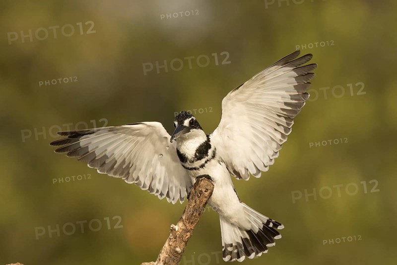 Pied Kingfisher (Ceryle rudis) male, Gambia