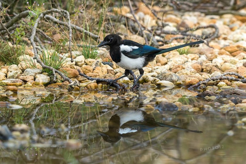 Magpie, pica pica, bath, bird bath, birds, corvidae family of birds, adolescent, juvenile, mirror, passeri, corvids, songbirds, mirror image, drinking, birdbath, birds, watering place