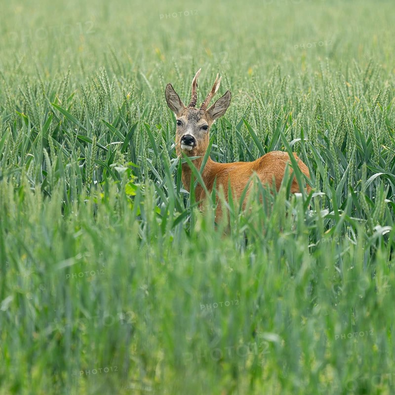 Roe deer (Capreolus capreolus), roebuck standing in a grain field, wildlife, Lower Saxony, Germany