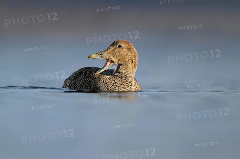 Common Eider (Somateria mollissima) female, Rapperswil, Switzerland