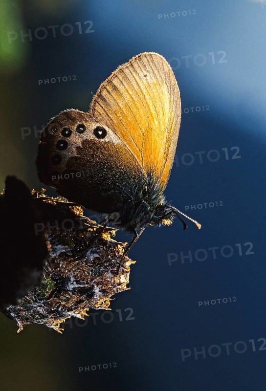 Alpine haybutterfly, alpine meadowbird, alpine heath, coenonympha Gardetta, Slovenia, Triglav national park, butterfly, high size, portrait format, insects, Leo, national park, butterfly, butterflies, triglav