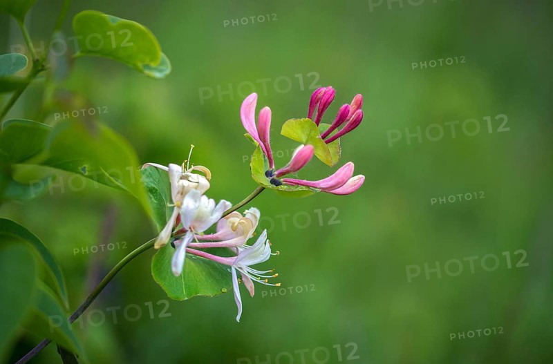 Caprifoliaceae, true honeysuckle, garden honeysuckle, honeysuckle family, Italian honeysuckle, Italian woodbine, jelängerjelieber, lonicera caprifolium, fragrant honeysuckle, flora, goat-leaf honeysuckle, perfoliate honeysuckle, plants