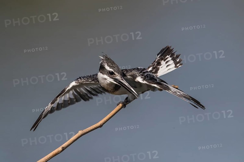 Pied Kingfisher (Ceryle rudis) female in defense posture on a twig, Gambia