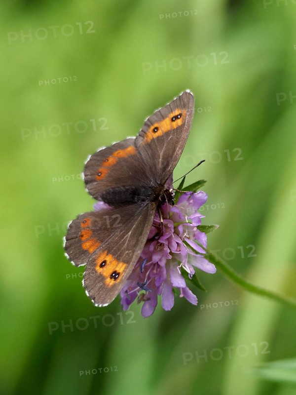 A round-eyed brown (Erebia medusa) in its natural habitat, resting on a purple flower against a green background, Goms, Canton of Valais, Switzerland
