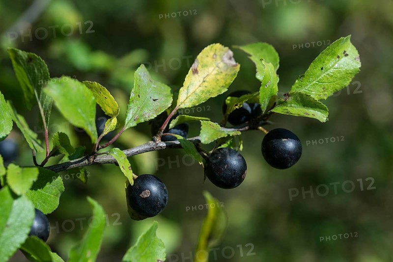 German acacia, hedthorn, Prunus spinosa, rosaceae, rose family, sour plum, sloe, blackthorn, blackthorn, flora, plants, plants, sloe