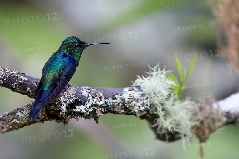 Crowned Woodnymph (Thalurania colombica subtropicalis) perched on a branch, Antioquia, Colombia