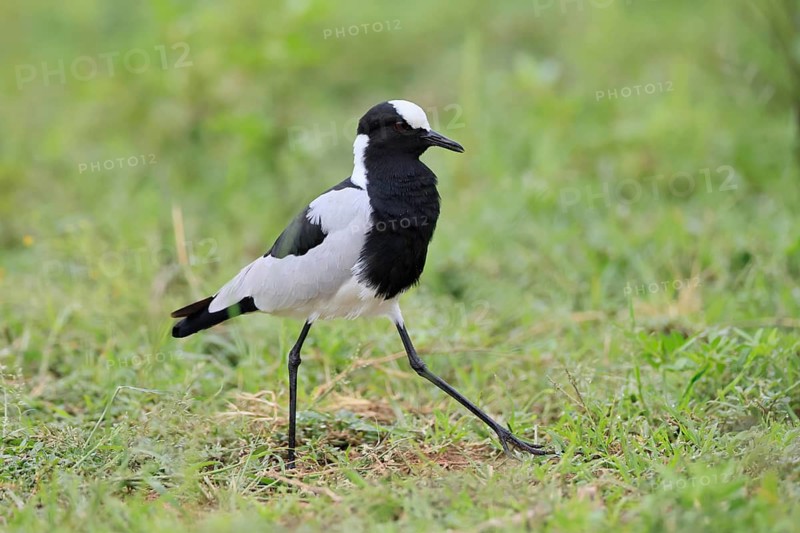 Black-headed Lapwing (Vanellus armatus), adult, foraging, Pilanesberg National Park, North West Province, South Africa