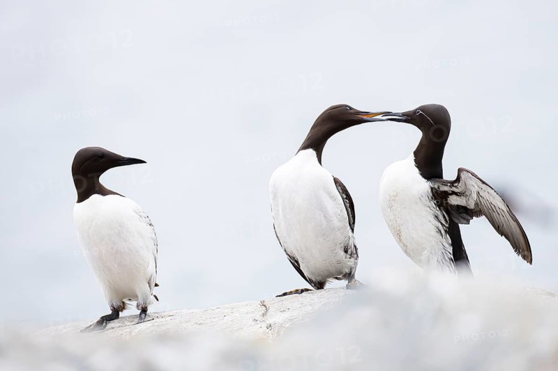 Guillemot (Uria aalge), two quarrelling birds on a cliff top, a third bird watches, Hornøya Island, Vardø, Varanger, Finnmark, Norway