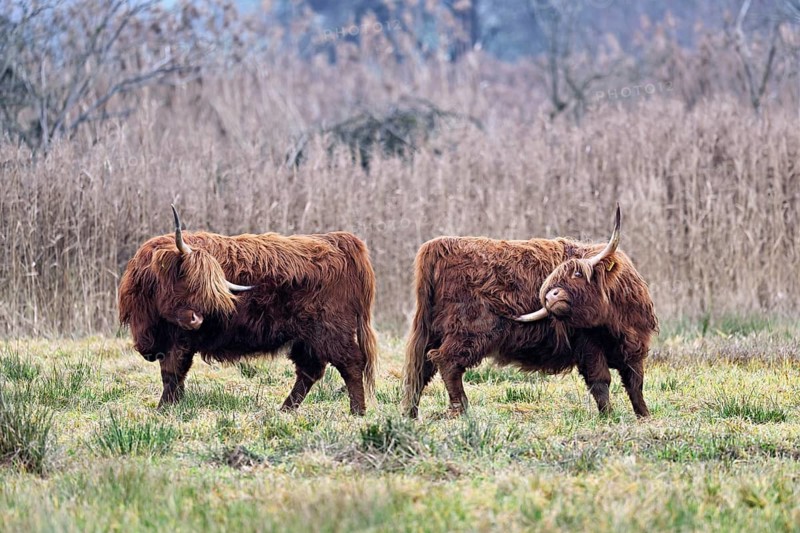 Two Highland cattle (Bos taurus), adult standing in a meadow, Reussspitz nature reserve, Maschwanden, Canton of Zurich, Switzerland