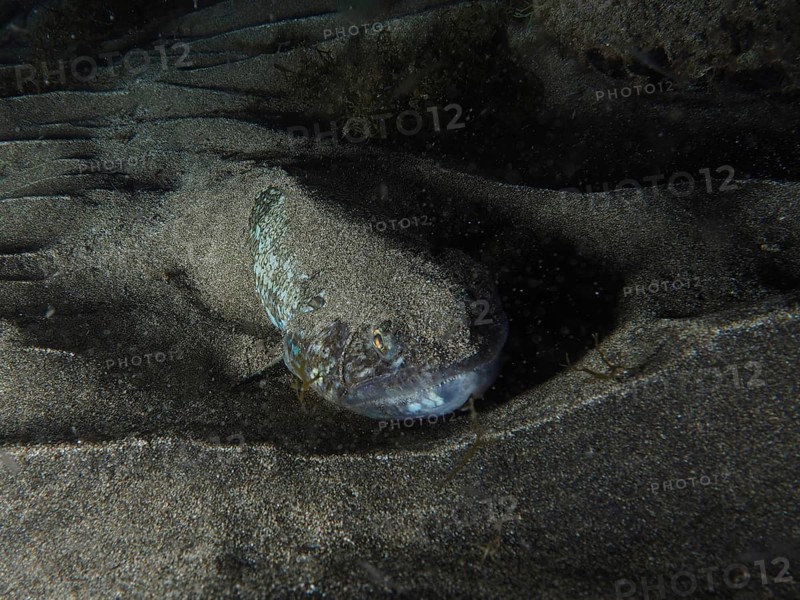 An Atlantic lizardfish (Synodus saurus) is buried in the sand at night and barely visible on the seabed, dive site: El Cabron Marine Reserve, Arinaga, Gran Canaria, Spain, Europe, Atlantic Ocean