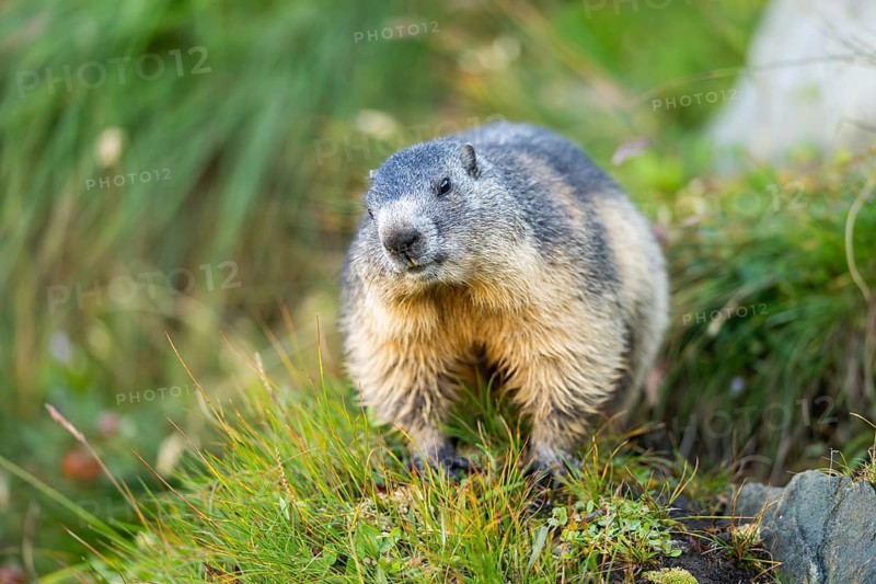 Alpine marmot (Marmota marmota) in autumn, Grossglockner, High Tauern National Park, Austria