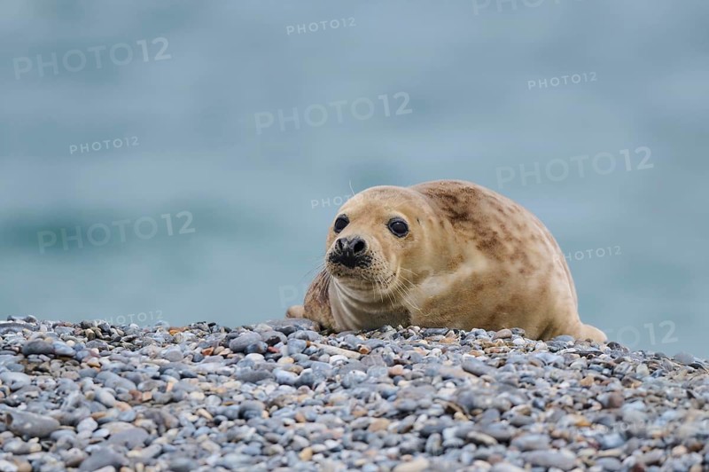 Grey seal (Halichoerus grypus) on the beach on the edge of the water with the sea in the background, Düne, Helgoland, Schleswig-Holstein, Germany