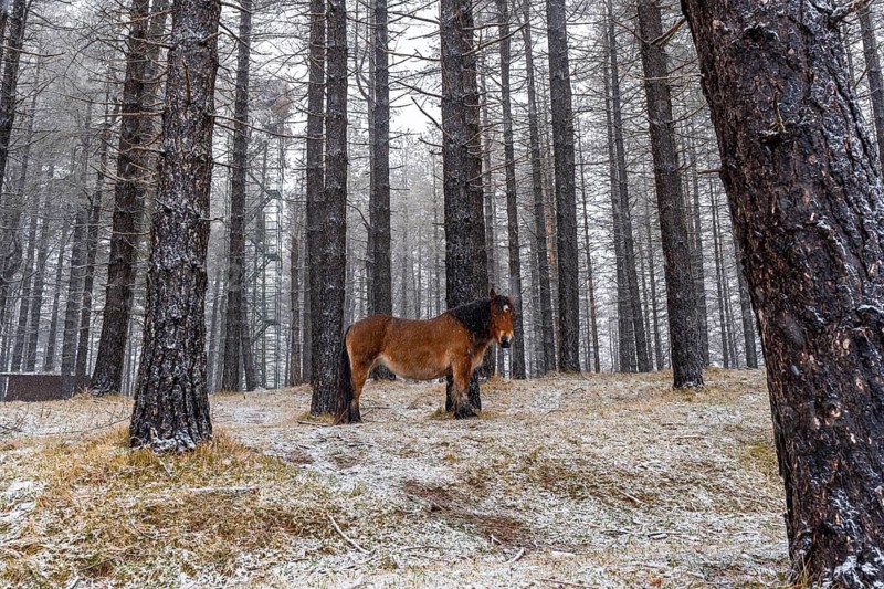 Wild horses in the aizkorri mountain of gipuzkoa. Snowy landscape by winter snows. Basque Country, Spain