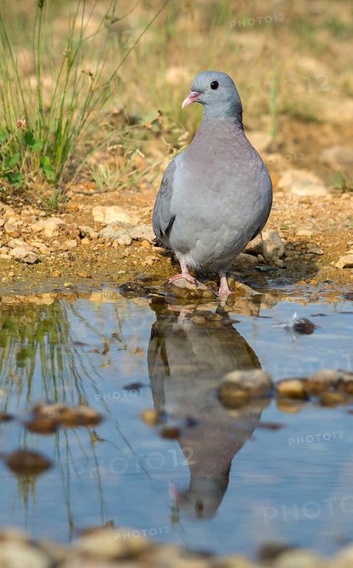 Columba Oenas, Holdove, Stock Dove, Stock Pigeon, Bath, Bird Bath, Birds, Columbidae, Doves, High Size, Portrait, Mirror, Mirror Image, Doves, Potions, Birdbath, Birds, Watering Place