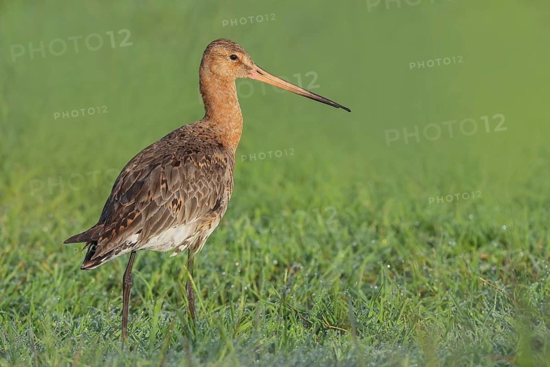 Black-tailed godwit (Limosa limosa) standing in wet meadow, snipe birds, wildlife, nature photography, Ochsenmoor, Lake Dümmer, Lower Saxony, Germany
