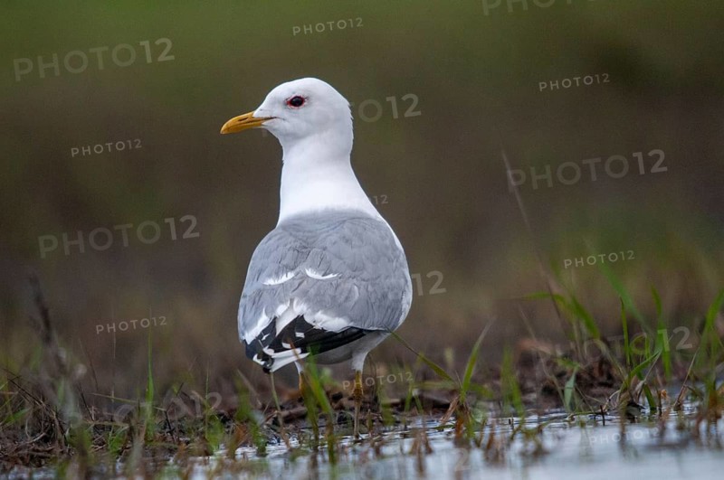 Brandenburg, Common Gull, Germany, Larus Canus, Nabu, national natural heritage, natural paradise Grünhaus, storm gull, post-mining landscape, birds, charadriiformes, green house, gulls, limbs, seagulls, birds