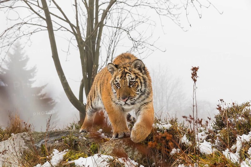 One young Siberian Tiger, Panthera tigris altaica, running over snowy meadow with dense fog in the background