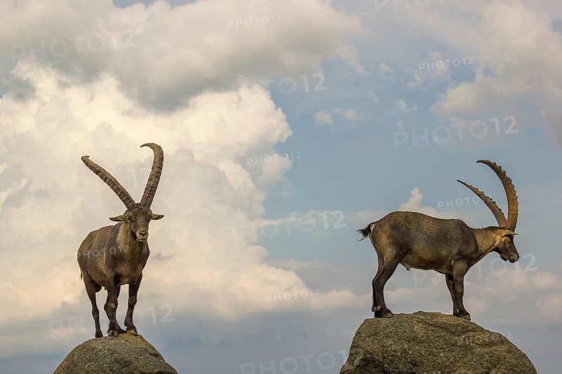 Two male ibex (Capra ibex) stand on a rock. Behind them is a sky with interesting clouds