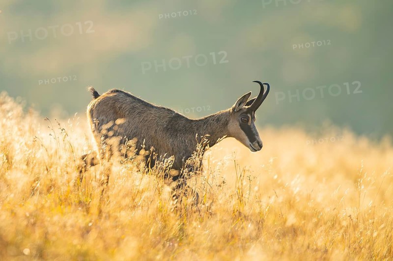 Chamois (Rupicapra rupicapra) on a meadow in the morning sun in the Vosges Mountains, wildlife, France