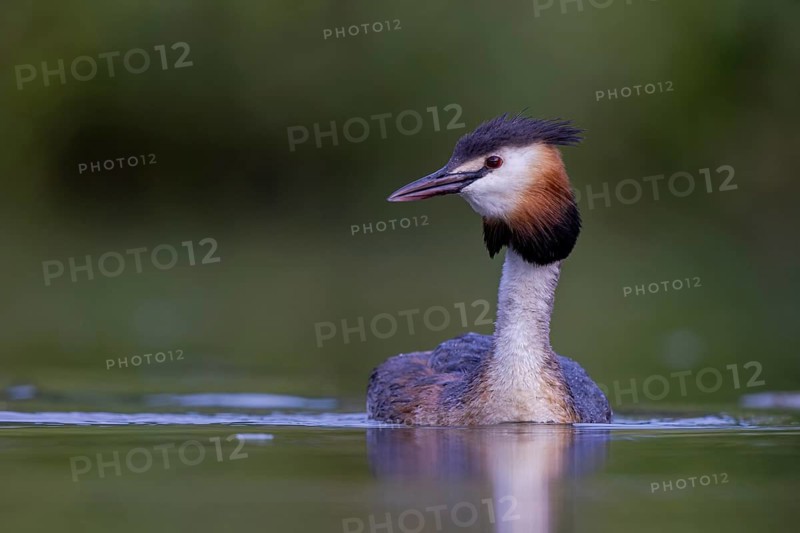 Great Crested Grebe (Podiceps cristatus), North Rhine-Westphalia, Germany