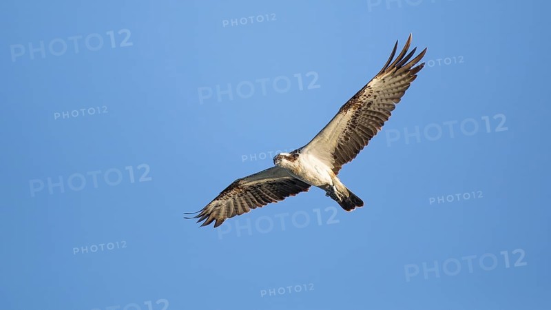 Western Osprey (Pandion haliaetus) flying, Mecklenburg-Western Pomerania, Germany