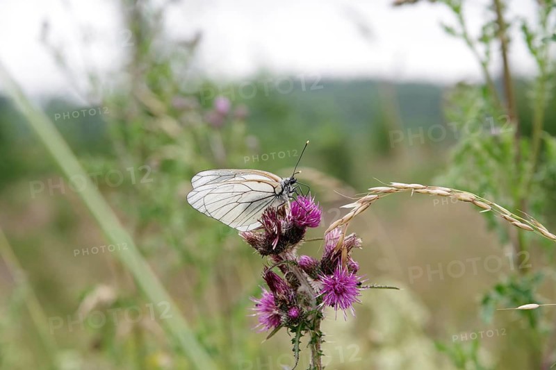 Black-veined White (Aporia crataegi), Harz Border Trail, Green Belt, Saxony-Anhalt, Germany. The insects thrive in the unspoilt natural surroundings of the former border strip in the Harz Mountains