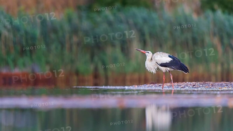 White Stork (Ciconia ciconia) foraging in shallow water, Saxony-Anhalt, Germany