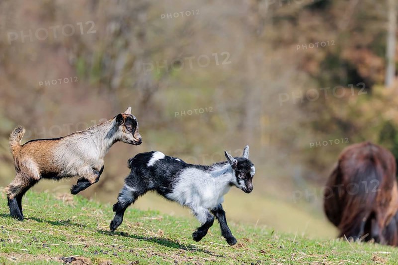 Two young pygmy goats (Capra hircus) are playing together on a sunny day in a green meadow. Austria