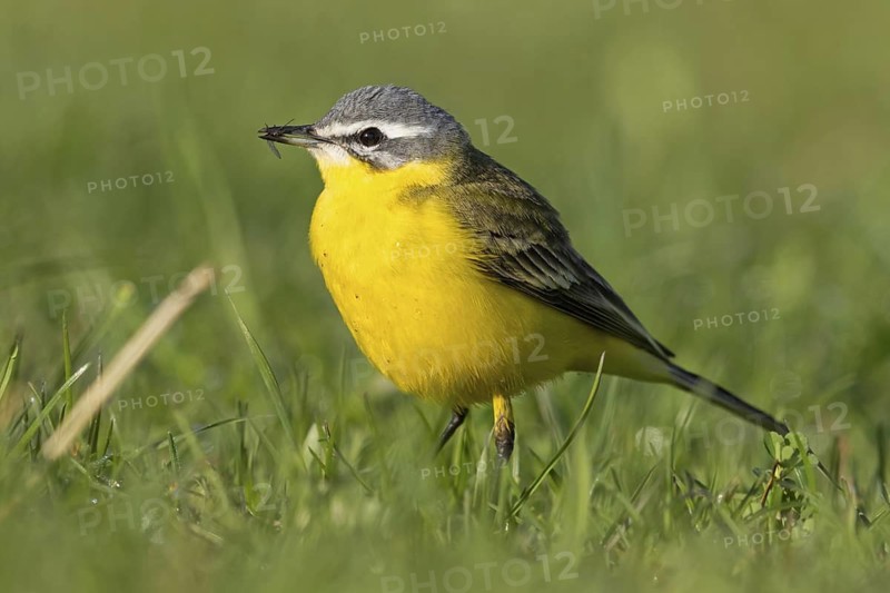 Blue-headed Yellow Wagtail, (Motacilla flava flava), Bergeronnette printanière, Lavandera Boyera, animals, bird, birds, biotope, habitat, foraging, NSG Der Spieß, Rheindürkheim, Rhineland-Palatinate, Germany