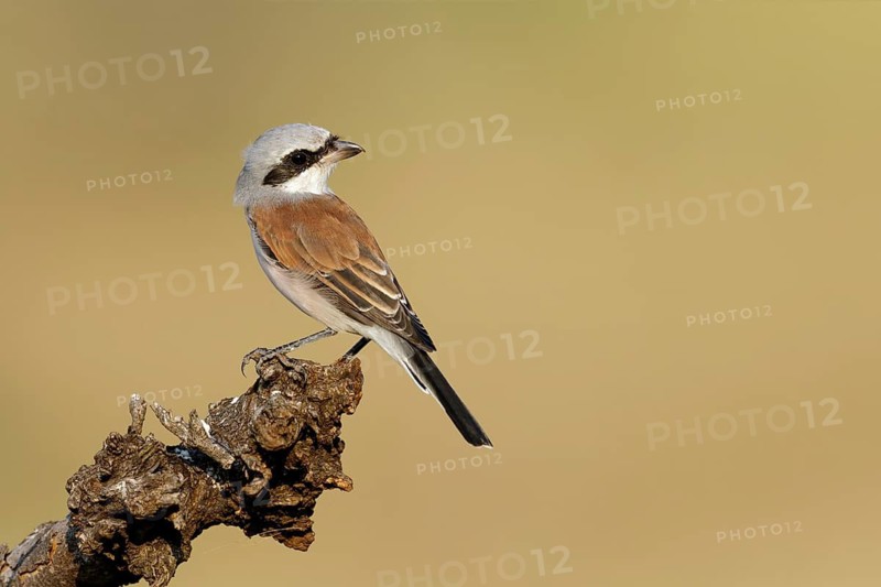 Grauwe Klauwier kijkt over de schouder op stam, Red-backed Shrike lokking over the shoulder an branch