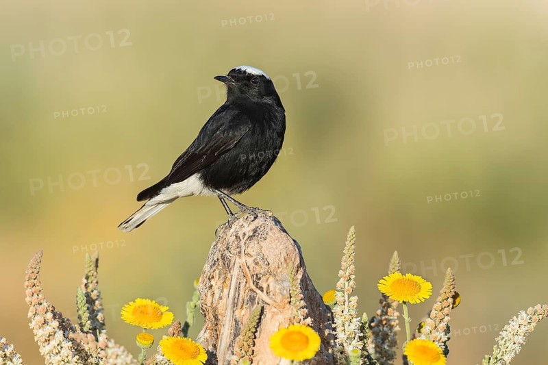 White-crowned Wheatear (Oenanthe leucopyga), Eilat, Israel