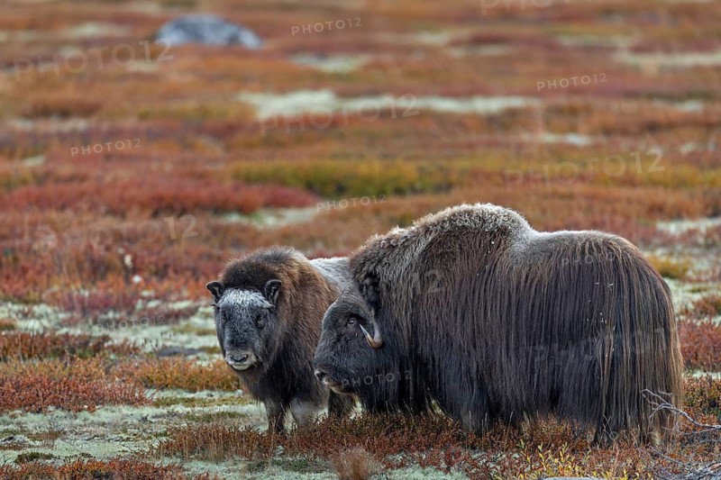 A musk ox bull (Ovibos moschatus) stands with a calf in the tundra, baby animals, autumn, autumn landscape, Ruska, tundra landscape, September, Norway