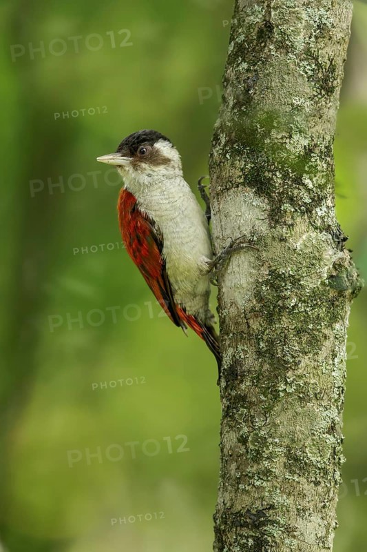 Scarlet-backed Woodpecker (Veniliornis callonotus) perched on a branch in the South of Ecuador
